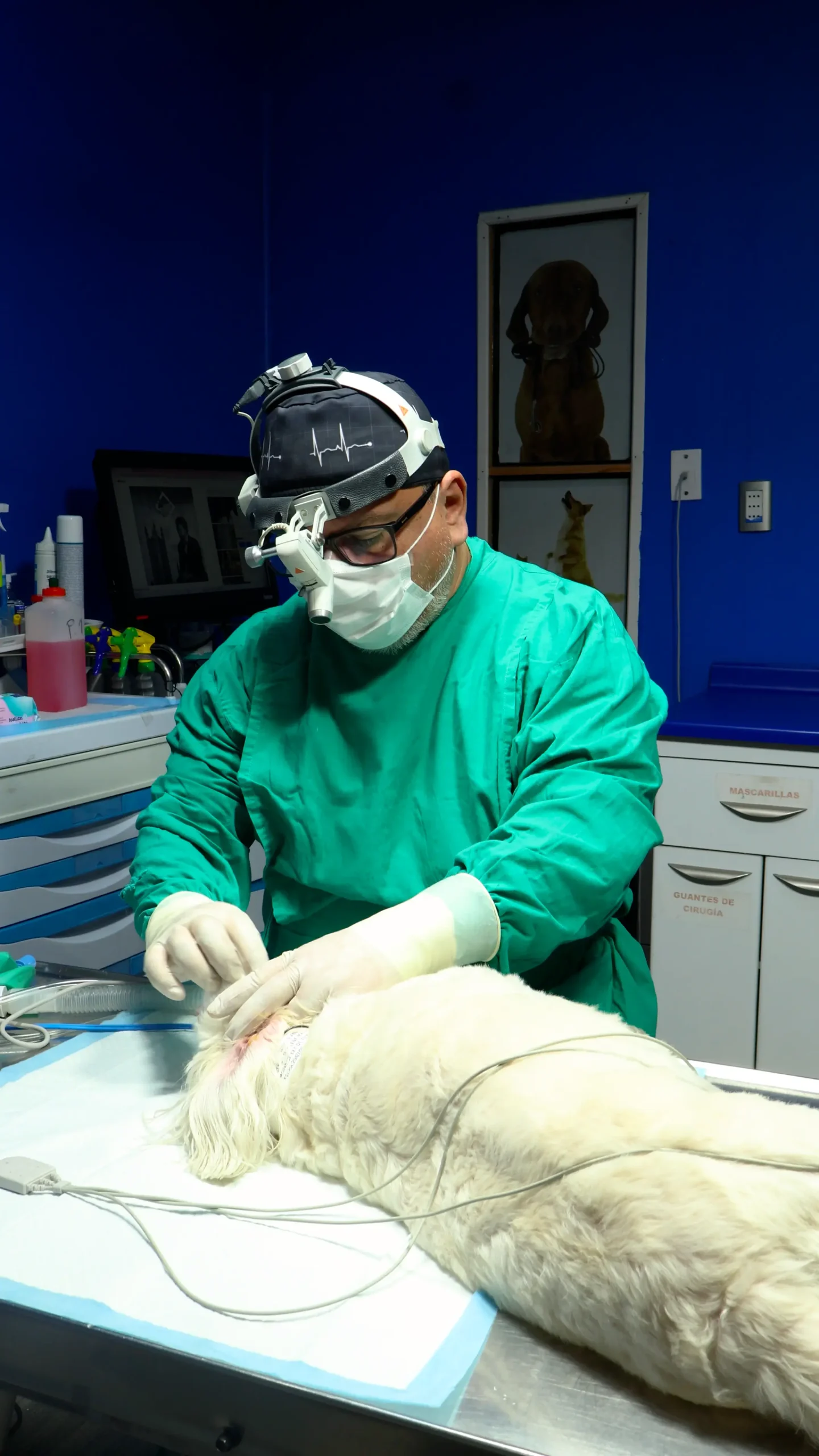 Esterilización de perros y gatos en Hospital Veterinario Nueva Renca