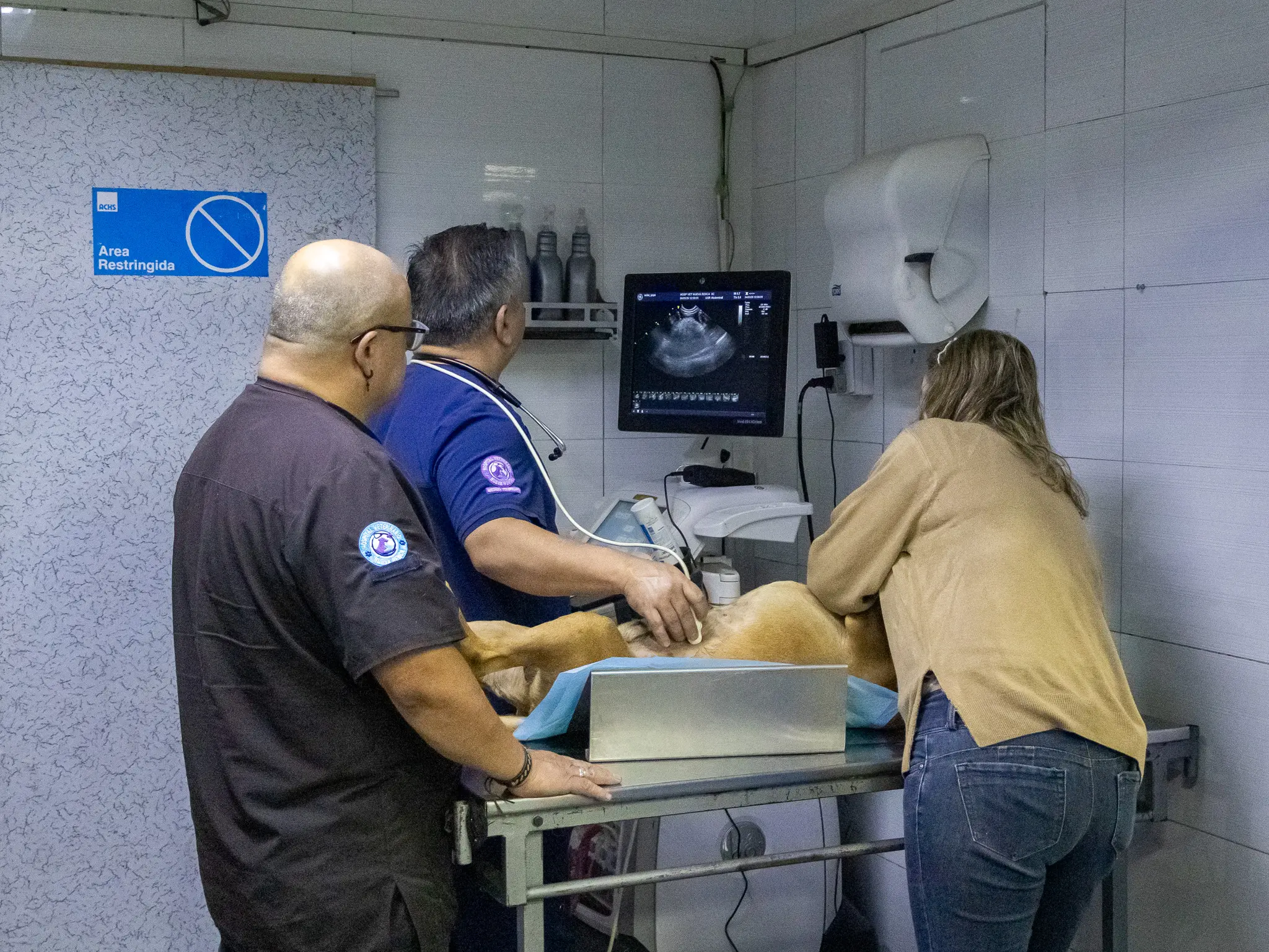 Consulta veterinaria para perros y gatos en Nueva Renca