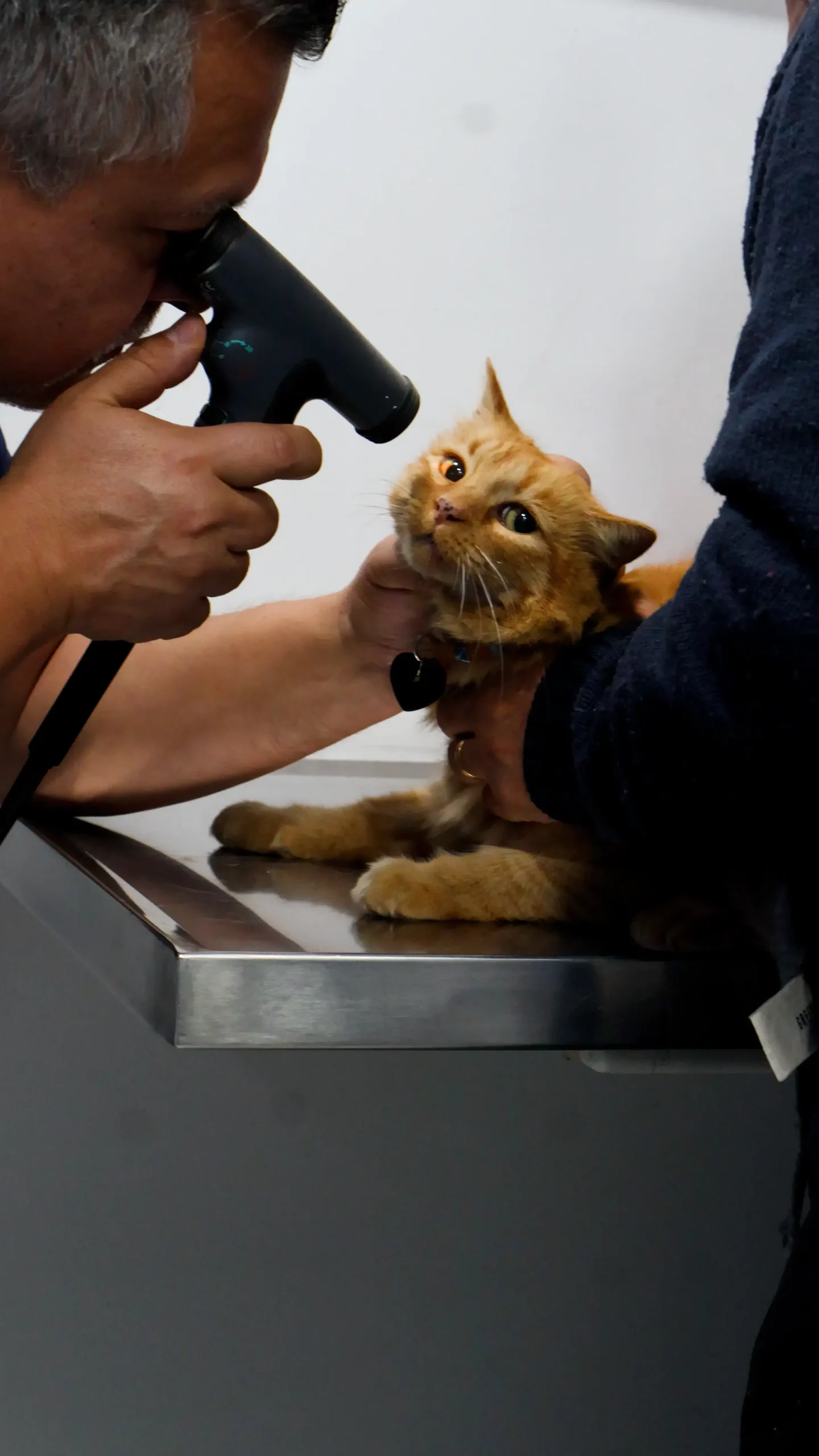 Gato durante una evaluación de oftalmología veterinaria en Nueva Renca