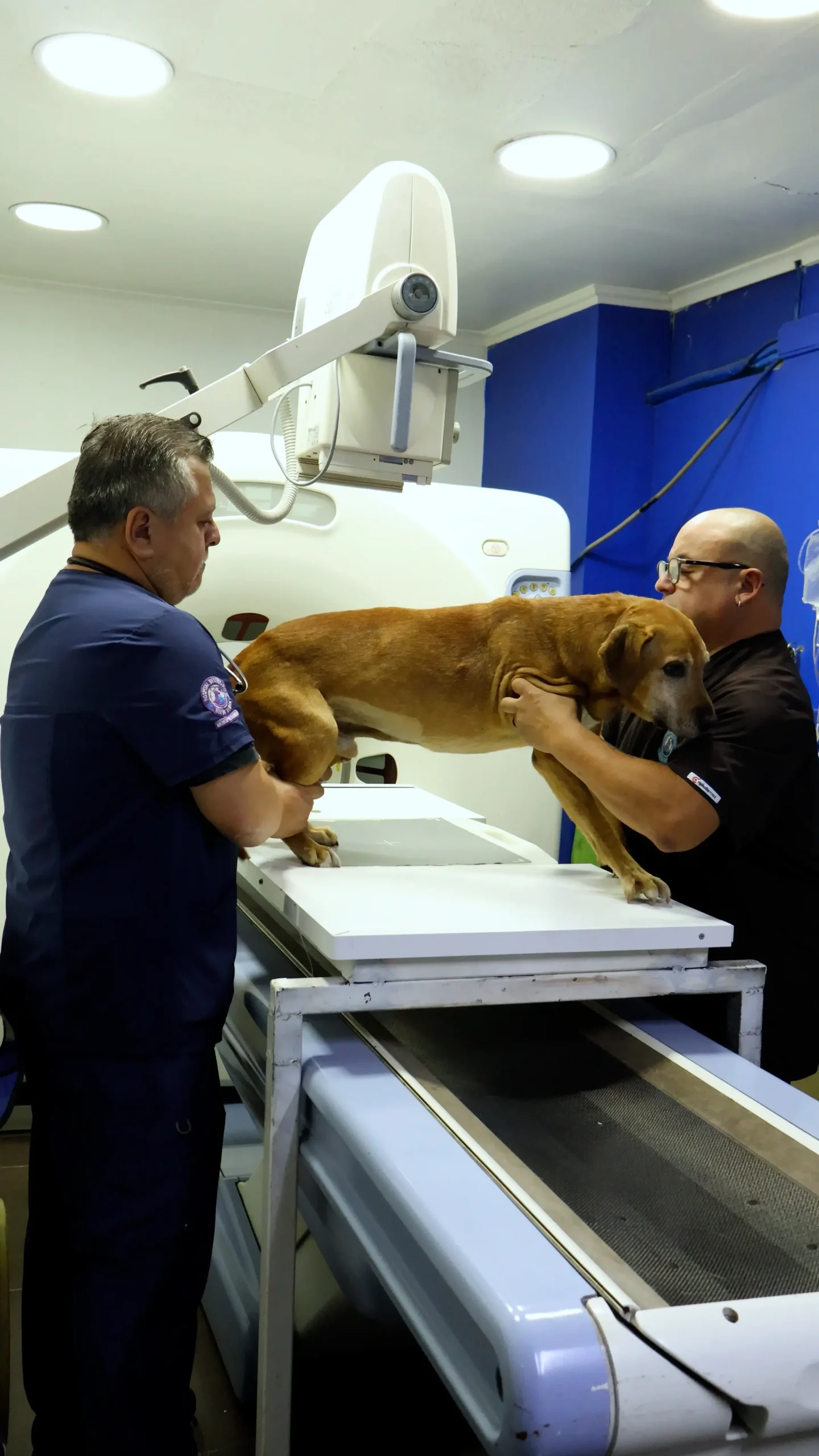 Dr. Jorge Álvarez evaluando a un perro en Hospital Veterinario Nueva Renca