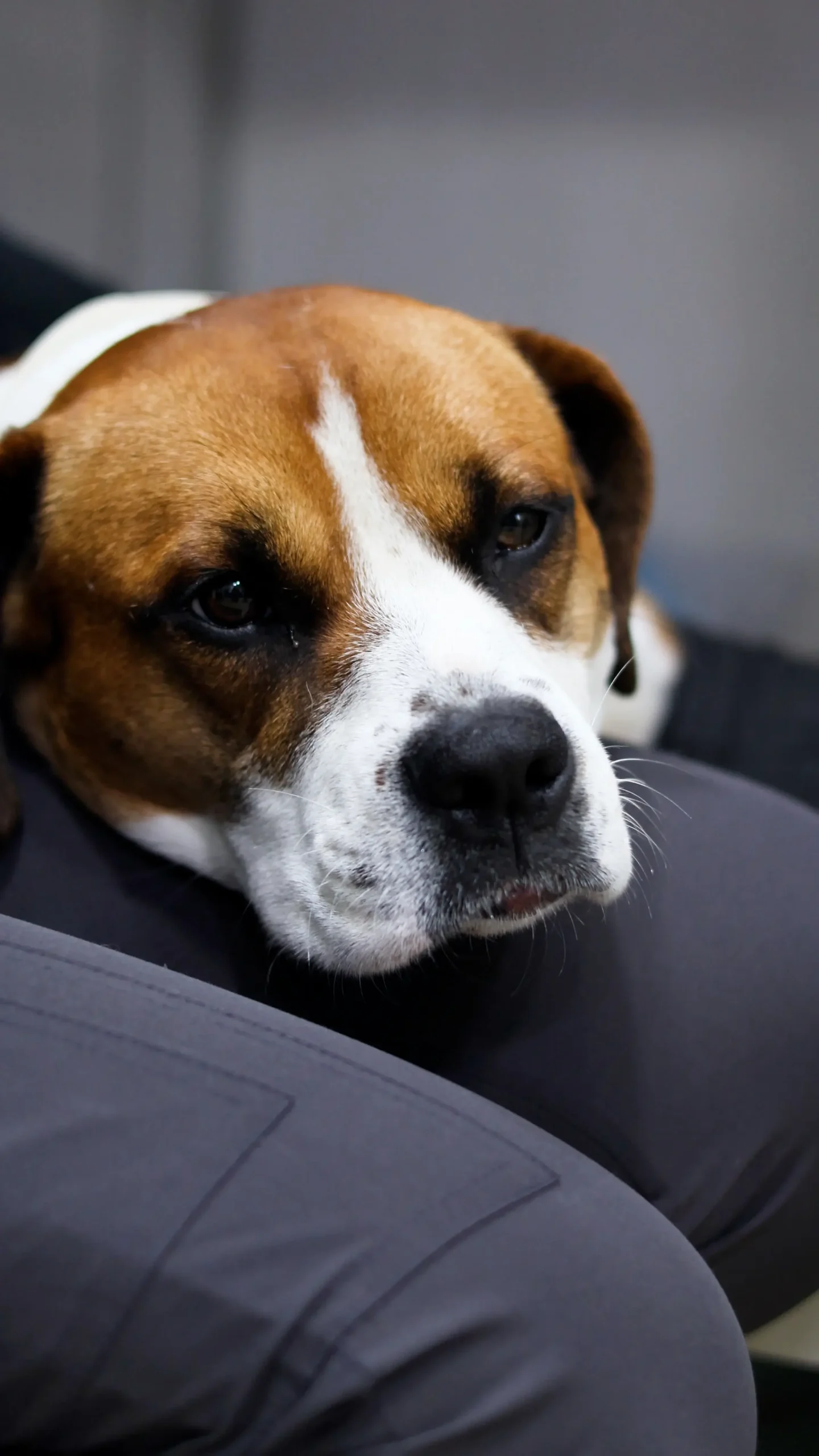 Perro atendido en Hospital Veterinario Nueva Renca