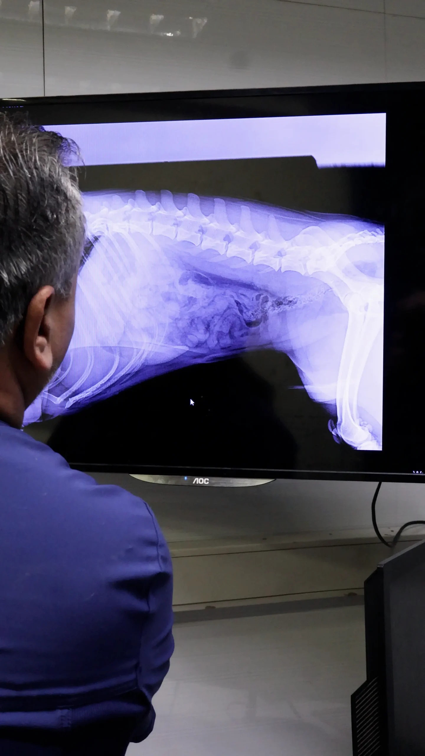 Evaluación radiográfica veterinaria en Hospital Veterinario Nueva Renca